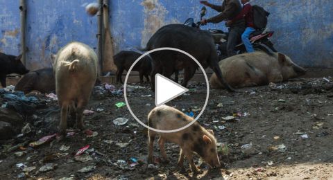 فيديو: قلق متزايد في باقة الغربية بسبب انتشار الخنازير البرية في حي الشُقفان